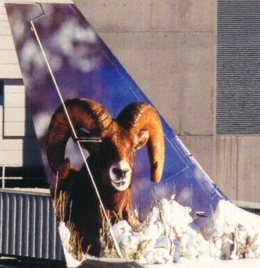 N312FL tail right side