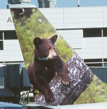 N313FL tail right side