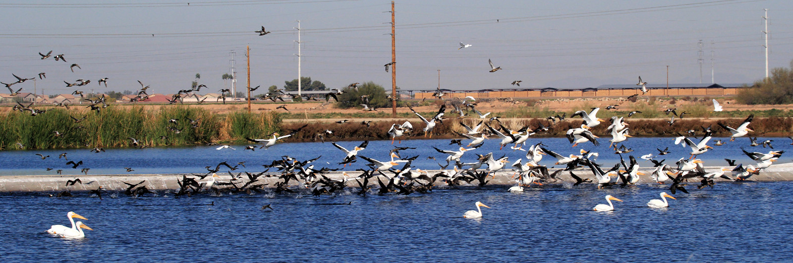 Birds Take Flight at Tres Rios