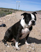 P-dog chillin' by the Matthie station sign.